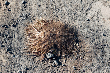 A dried up plant is sitting on the ground