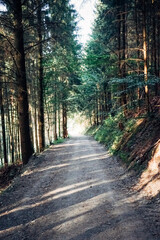 A dirt road in a forest with trees on both sides