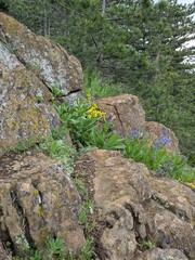Flowers growing between the stones
