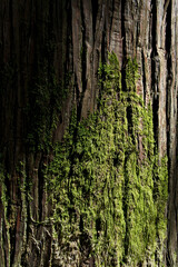 Obraz premium Green moss on the trunk of a tree in the rainforest.