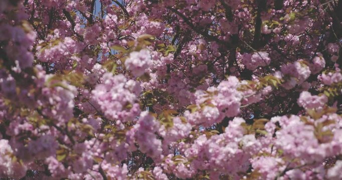 Arbre en fleur au printemps
