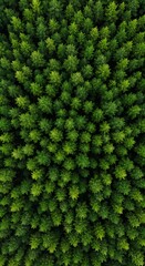 Emerald Canopy's Embrace AI Generated