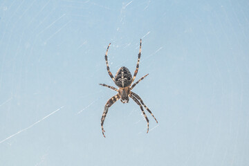 European garden spider (Araneus diadematus) in a spider web close-up