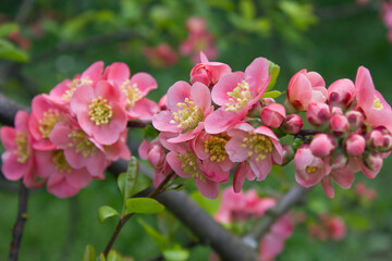 close-up of a branch of a blossoming Japanese quince. Flowering spring shrub with red flowers