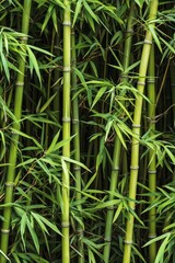 Fototapeta premium Dense bamboo stalks creating a lush green backdrop. Healthy air atmosphere concept.