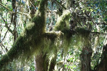 Naklejka premium Old Man's Beard (Usnea Barbata) hanging from branches in rainforest on Kilimanjaro, Machame Route, Tanzania