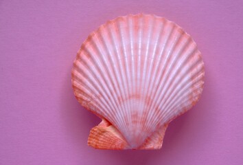 różowa muszla