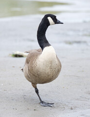 Canadian goose standing on one leg 
