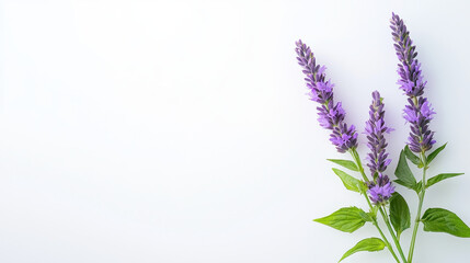 Naklejka premium Beautiful arrangement of purple hyssop flowers with green leaves, showcasing their vibrant colors and delicate structure