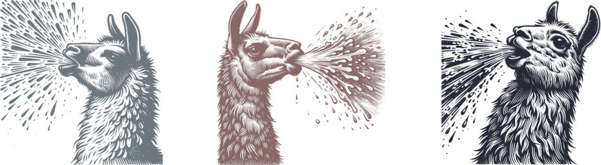 Woodcut Design: Llama Spitting Water with Dramatic Expression – Unique Animal Engraving Art
