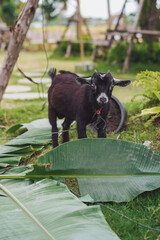 Goat. A cute black baby goat standing among the banana leaves as foreground.