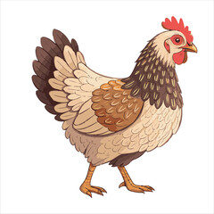 Chicken Vector
