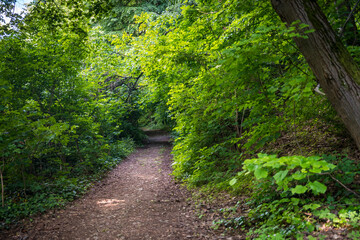Forrest in National Park Fruska Gora Mountain, Serbia. Trees, vegetation and green leaves with...
