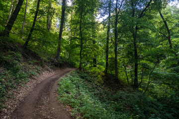 Forrest in National Park Fruska Gora Mountain, Serbia. Trees, vegetation and green leaves with paths for hiking in the nature, for healthy life. Natural background.