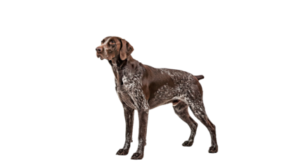 German Shorthaired Pointer Standing Alertly or Classic Stacked Pose Showcasing Athletic Build Focused Expression