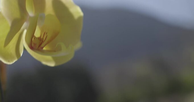 Fleur d'orchid&eacute;es 