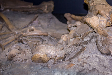 Preserved skull from the Etna eruption that led to the destruction of a population in Sicily