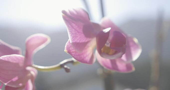 Fleur d'orchid&eacute;es 