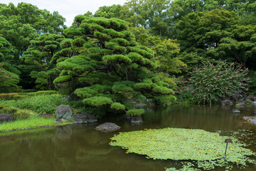 Traditional Japanese Garden and Koi Pond in Tokyo, Japan