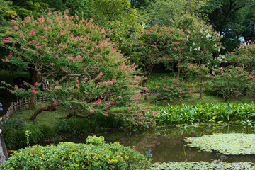 Traditional Japanese Garden and Koi Pond in Tokyo, Japan