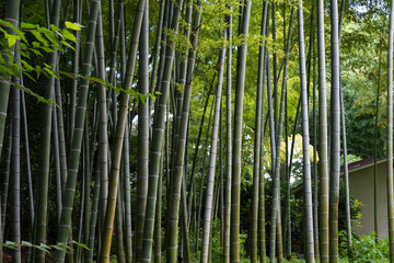 Lush Bamboo Forest in Japan