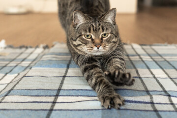 A tabby cat stretching on a plaid blanket indoors, with its front paws extended and a relaxed expression, capturing a calm domestic moment.