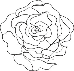Line Art Floral Design Delicate Flowers and Botanical Elements for Print and Web