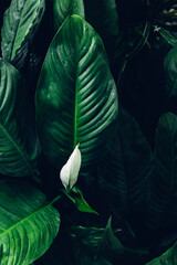 Group background of dark green tropical leaves. Green leaves pattern background. Green leaf texture,