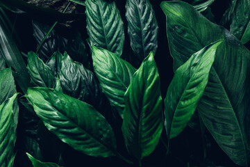 Group background of dark green tropical leaves. Green leaves pattern background. Green leaf texture,