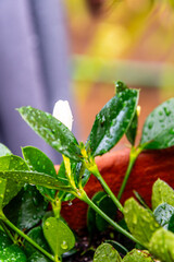 Carissa macrocarpa pertenece a la familia de Apocynaceae.