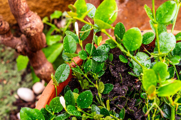 Carissa macrocarpa pertenece a la familia de Apocynaceae.
