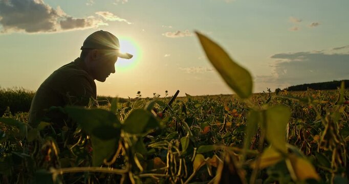 Young male farmer using digital tablet in a soybean field at sunset, silhouette against the glowing sky