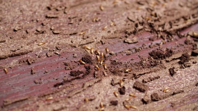 Termites are destroying wood, with both yellowish-white bodies and some orange-brown ones, walking on wood that shows signs of damage with holes and tunnels.