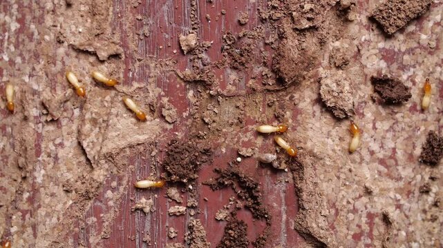 Termites are destroying wood, with both yellowish-white bodies and some orange-brown ones, walking on wood that shows signs of damage with holes and tunnels.
