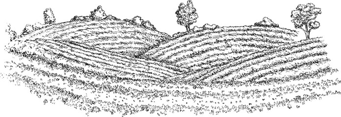 Fototapeta premium Hand draw tea landscape farm field in monochrome sketch style. Vintage panoramic vector illustration.
