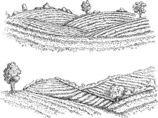 Hand draw tea landscape farm field in monochrome sketch style. Vintage panoramic vector illustration.