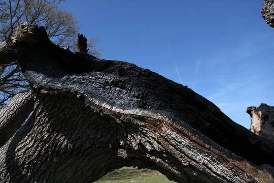 An old oak tree with the inside turned to charcoal after fire caused by a lightning strike