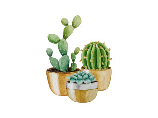 Watercolor composition of cacti. White background. For your design
