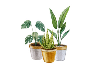 Composition of indoor plants. Watercolor illustration. For design, backgrounds