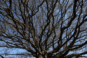 The branches of a tree in the spring against the blue sky.