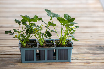 Barquette posée sur une table en bois avec six petits plants de fraisiers en fleurs prêt à être...