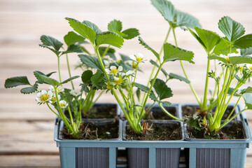 Barquette posée sur une table en bois avec six petits plants de fraisiers en fleurs prêt à être planter. Scène printanière.