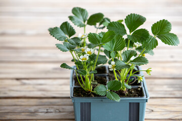 Fototapeta na wymiar Barquette posée sur une table en bois avec six petits plants de fraisiers en fleurs prêt à être planter. Scène printanière.