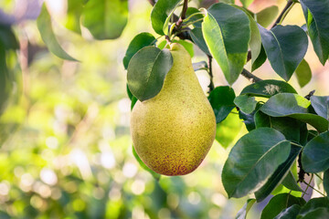 ripe pear on a tree branch in a garden in summer, orchard