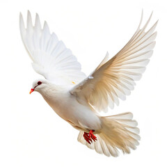 White dove flying on white background and Clipping path .freedom concept and international day of peace