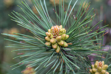 Young fir cones on tree branches, New life of trees after winter.