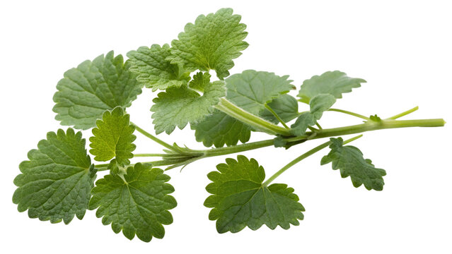 Herbal plant Glechoma hederacea or Ground-ivy on white or transparent background