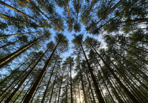 Looking up at tall trees reaching towards a clear blue sky in a dense forest canopy - Powered by Adobe