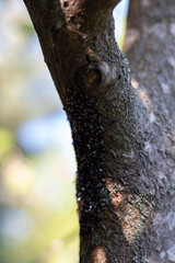 Oxycarenus lavaterae, lime seed bug, close-up.