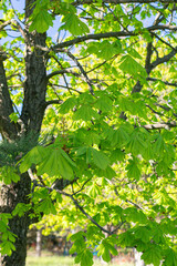 Flowering Chestnut branches. Spring beauty of nature